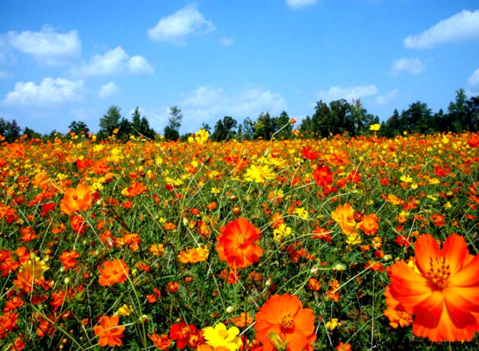 Mountain Flowers