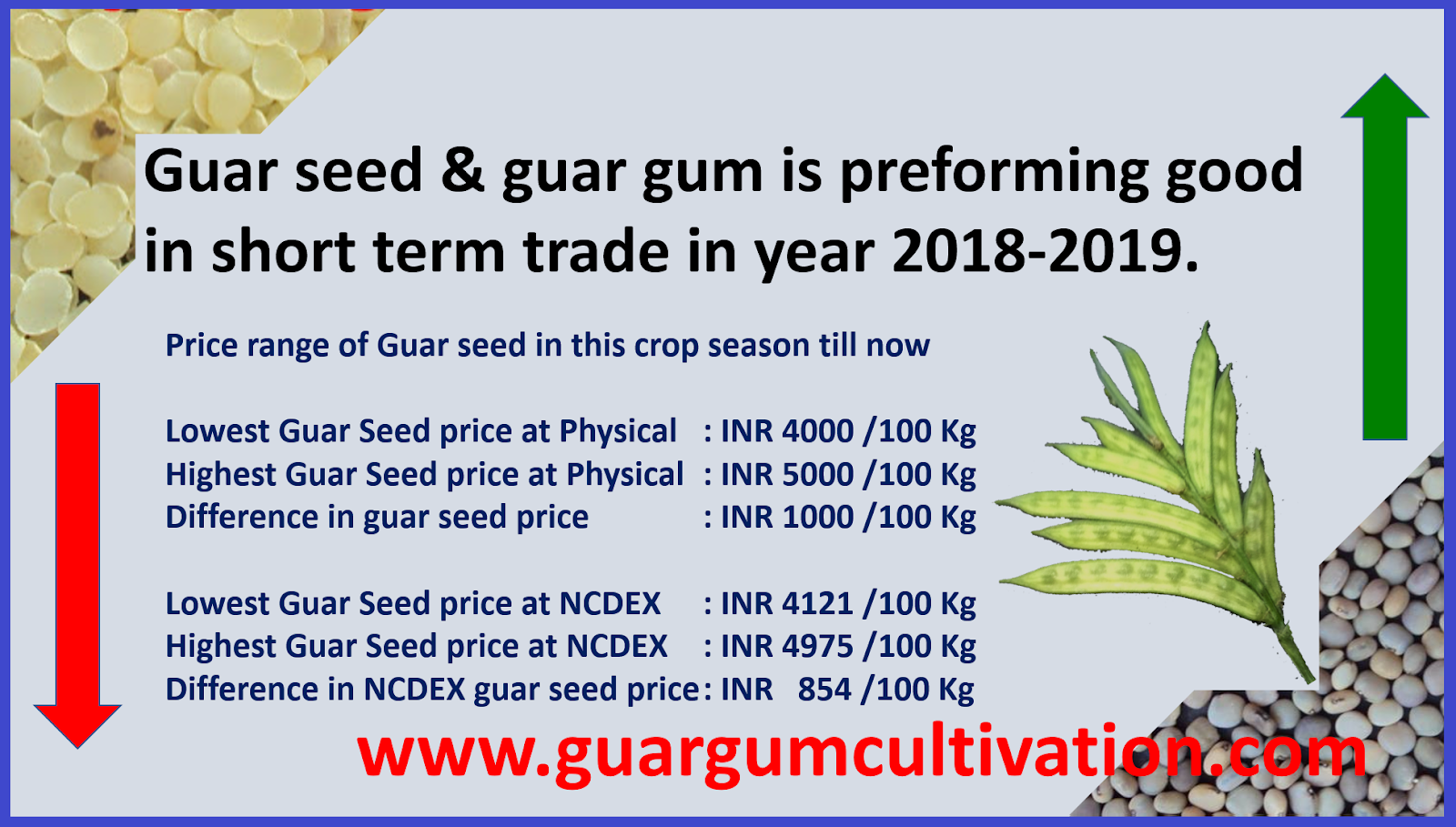 GUAR GUM INFORMATION AND GUAR GUM CULTIVATION IN INDIA Guar seed and