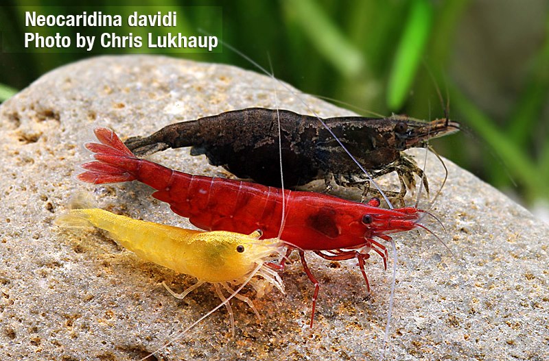 ebiGarden Neocaridina heteropoda reclassified as Neocaridina davidi