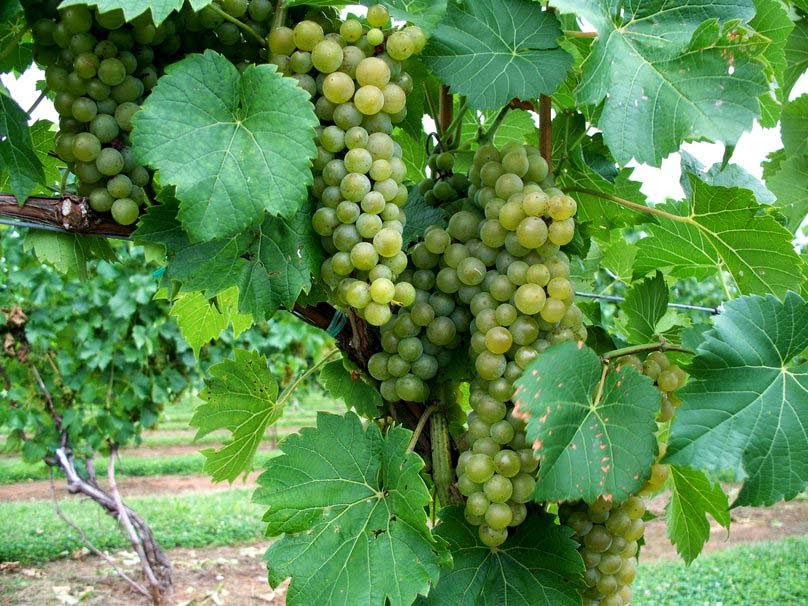 green grapes-image