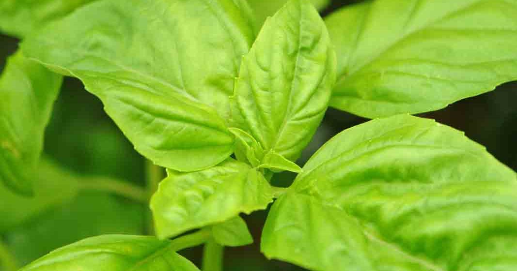 Woohoo Great The Benefits of Basil Leaves latiendadelunalunera