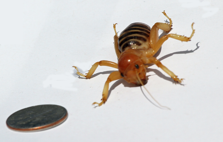 download worms insects download worms insects