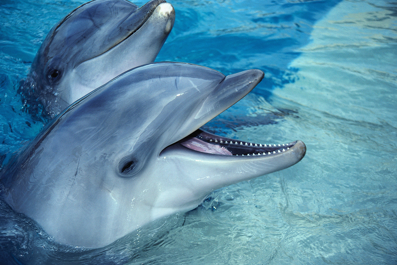 Los seres vivos fotos delfines Los seres vivos fotos delfines