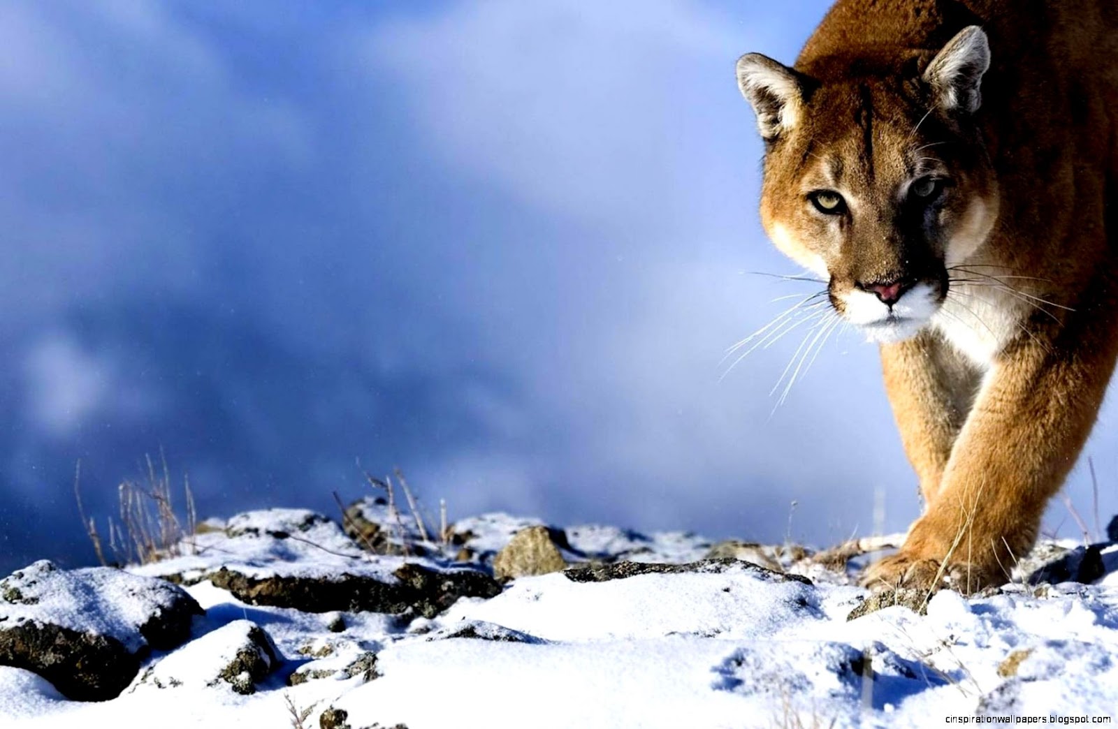 Mountain Lion in Snow Desktop