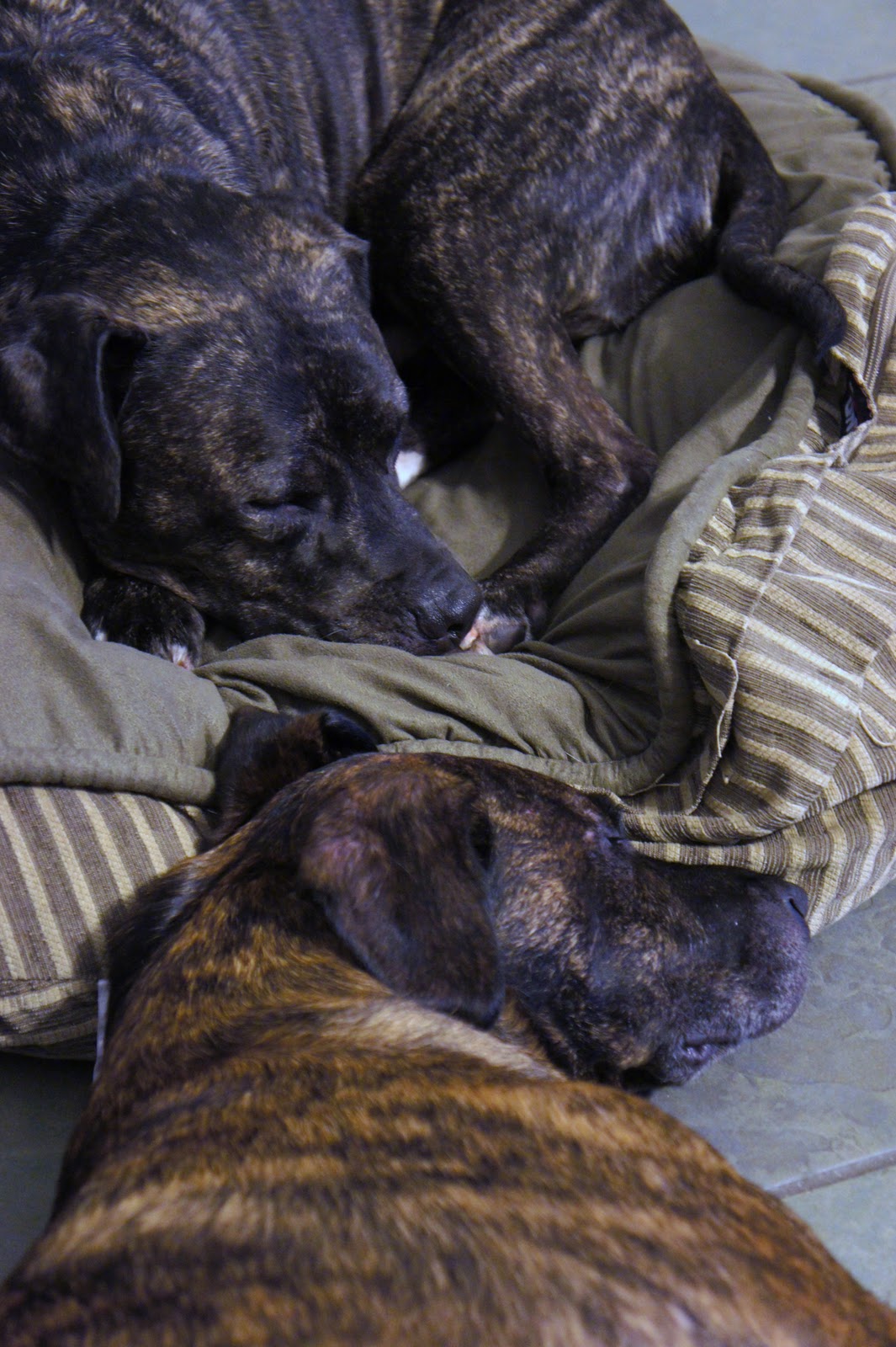 A Dog Named Hank sharing my bed with daisy