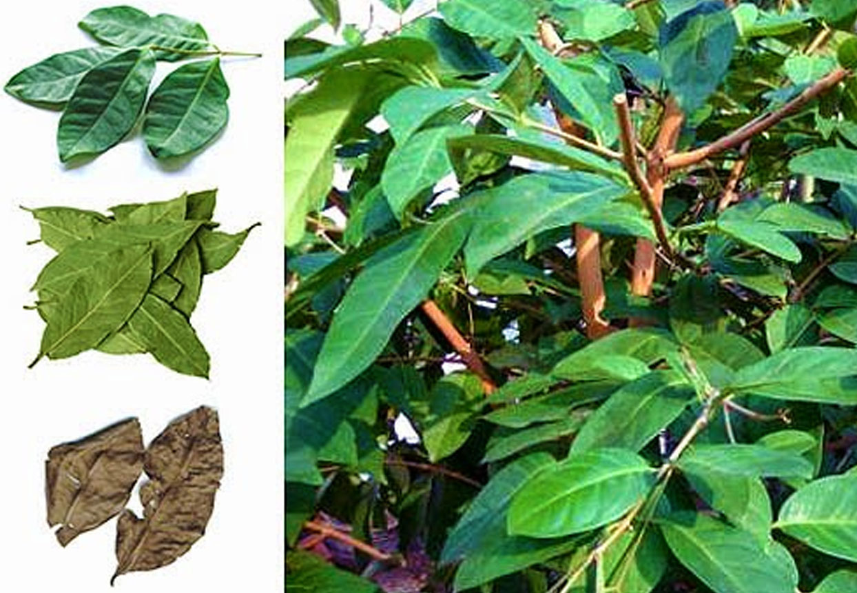 How to treat diabetes naturally with Bay leaf Pro body healthy
