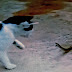 A cat attempts to attack a live snake that is slowly eaten by a wild frog