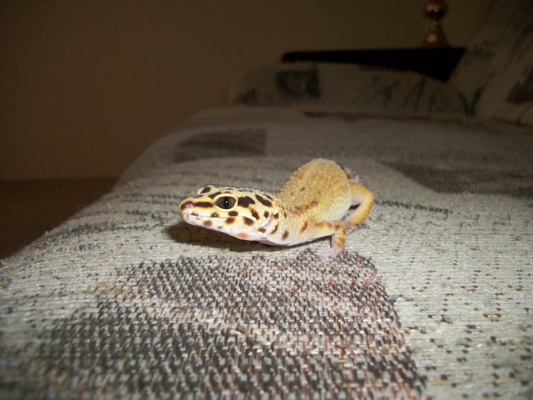 Second-Hand Gecko