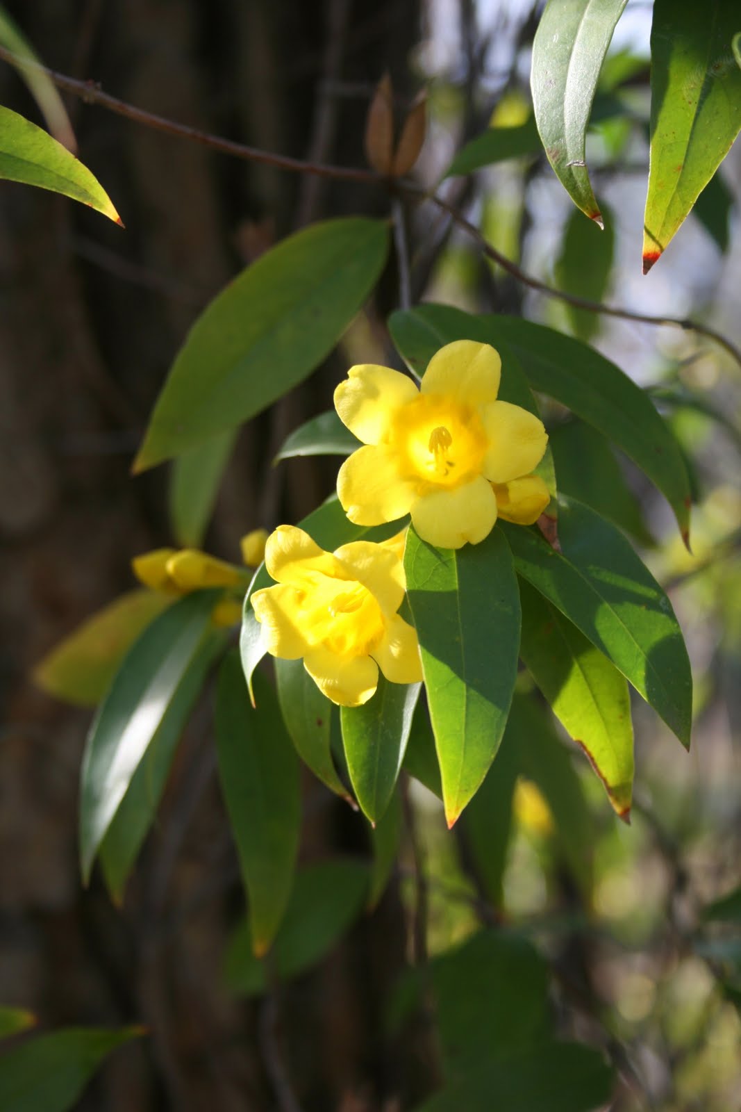 Centenary College Arboretum Gelsemium sempervirens