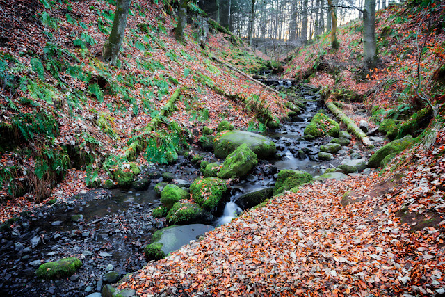 Pennines woodland stream feeding into the River Tees at High Force