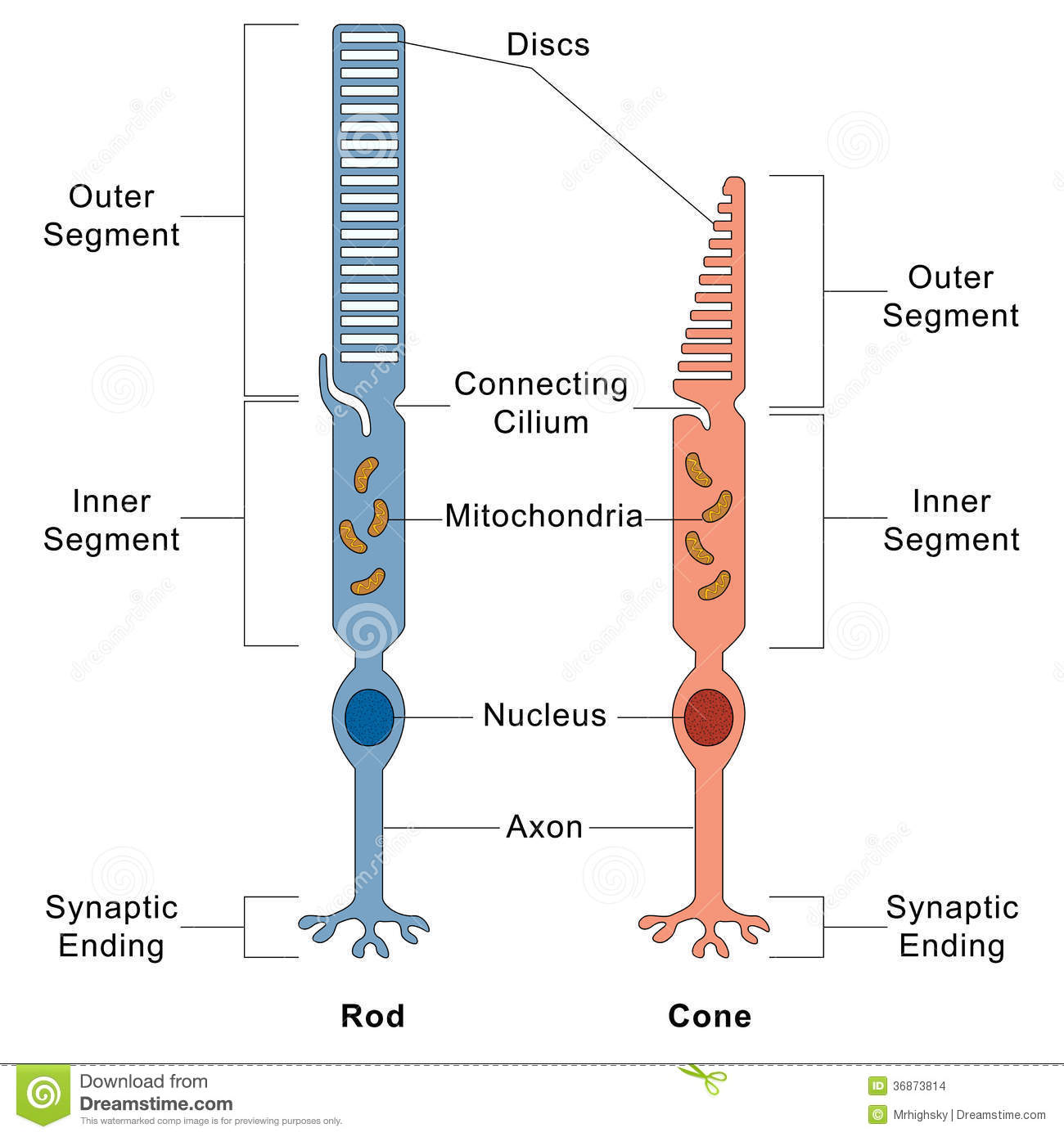 Gankhuyag Sanjsuren Нүдний бүтэц