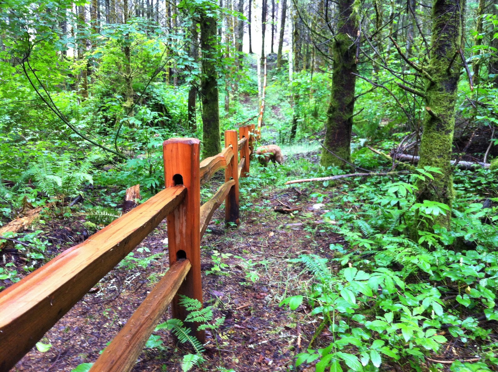 Galbraith Hiking Kaya and Old Issues via Galbraith Lane, Pipeline