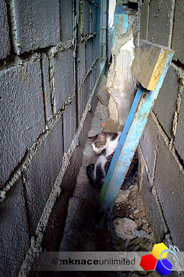 mknace unlimited™ | cat delivering kitten in an alley