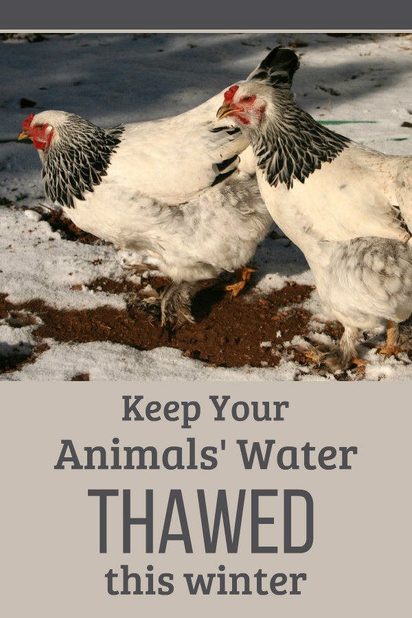 How To Keep Livestock Water From Freezing Oak Hill Homestead