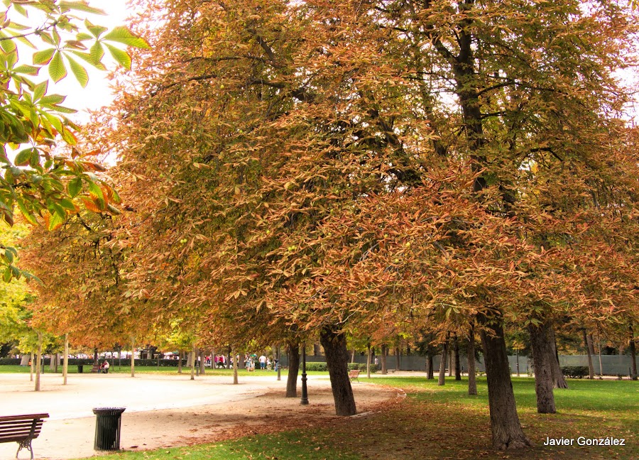 El Parque del Retiro se cubre de Otoño. Retiro Park is covered with Autumn