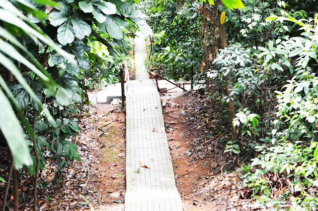 Taman Eco Rimba - Hutan Simpan Bukit Nanas Kuala Lumpur