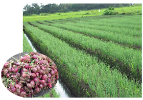 TANAM SAYURAN BUDIDAYA BAWANG MERAH