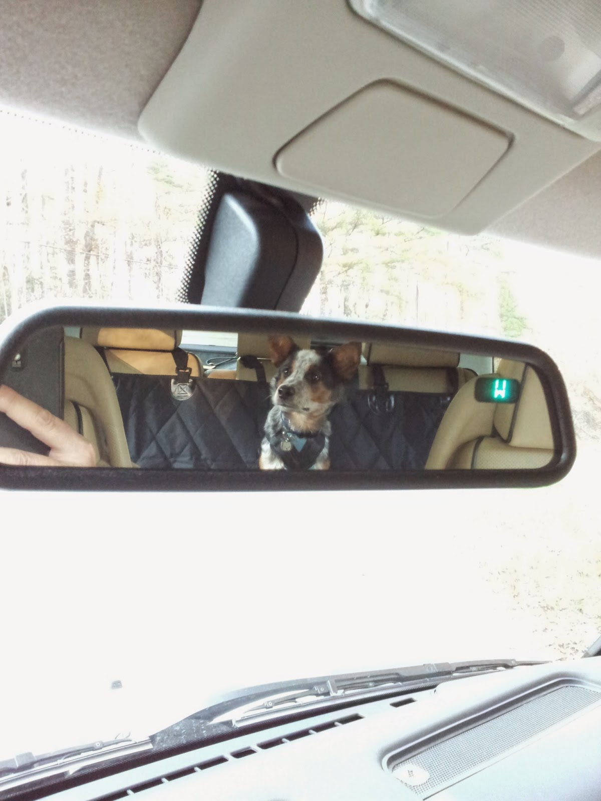 Dog Car Restraint Laws Western Australia Dog Car Restraint Laws Western Australia