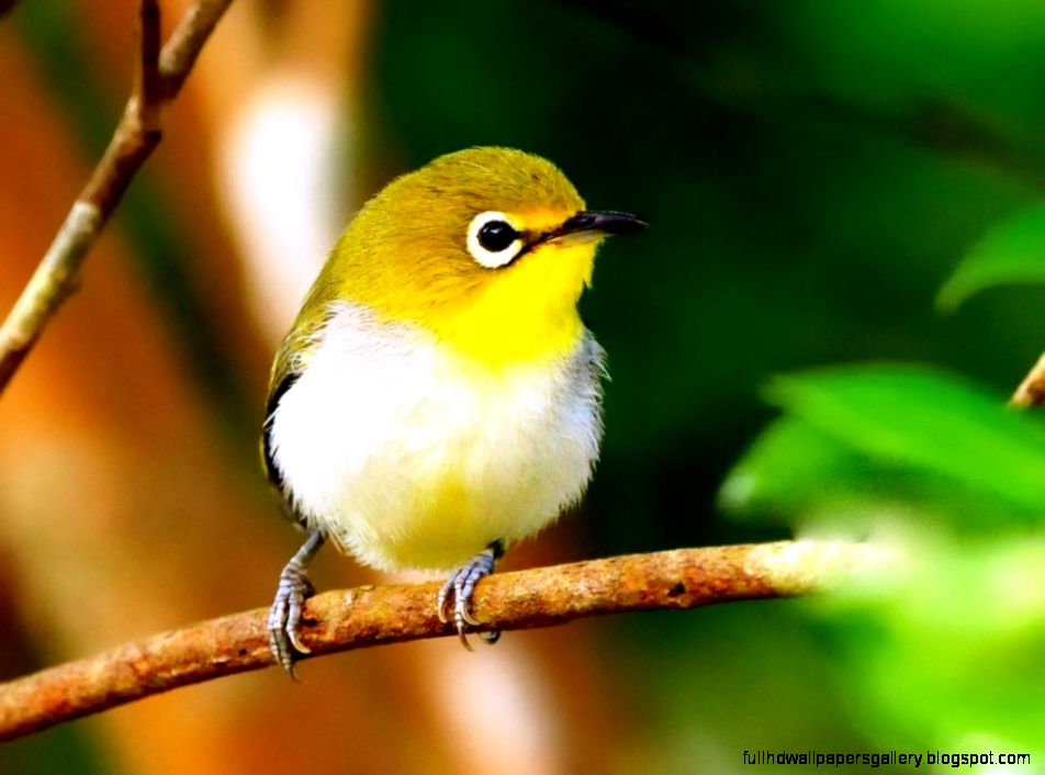 How to Get Free Wallpapers