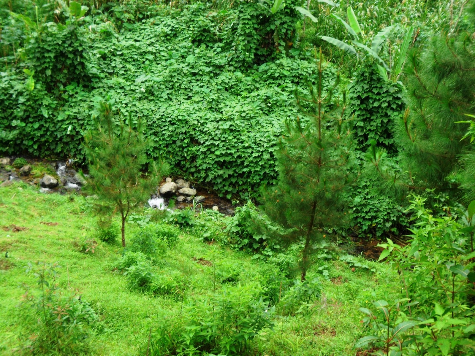 Pose bukit sembrani nuansa alam terjaga dan natural Desa