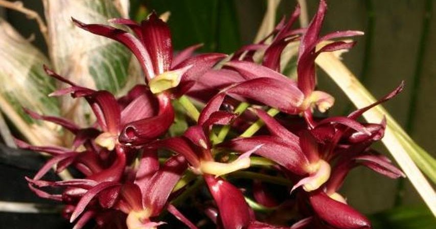 ORQUIDEAS MEXICANAS Mormodes luxata