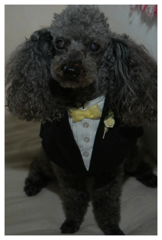 perro poodle con traje de gala