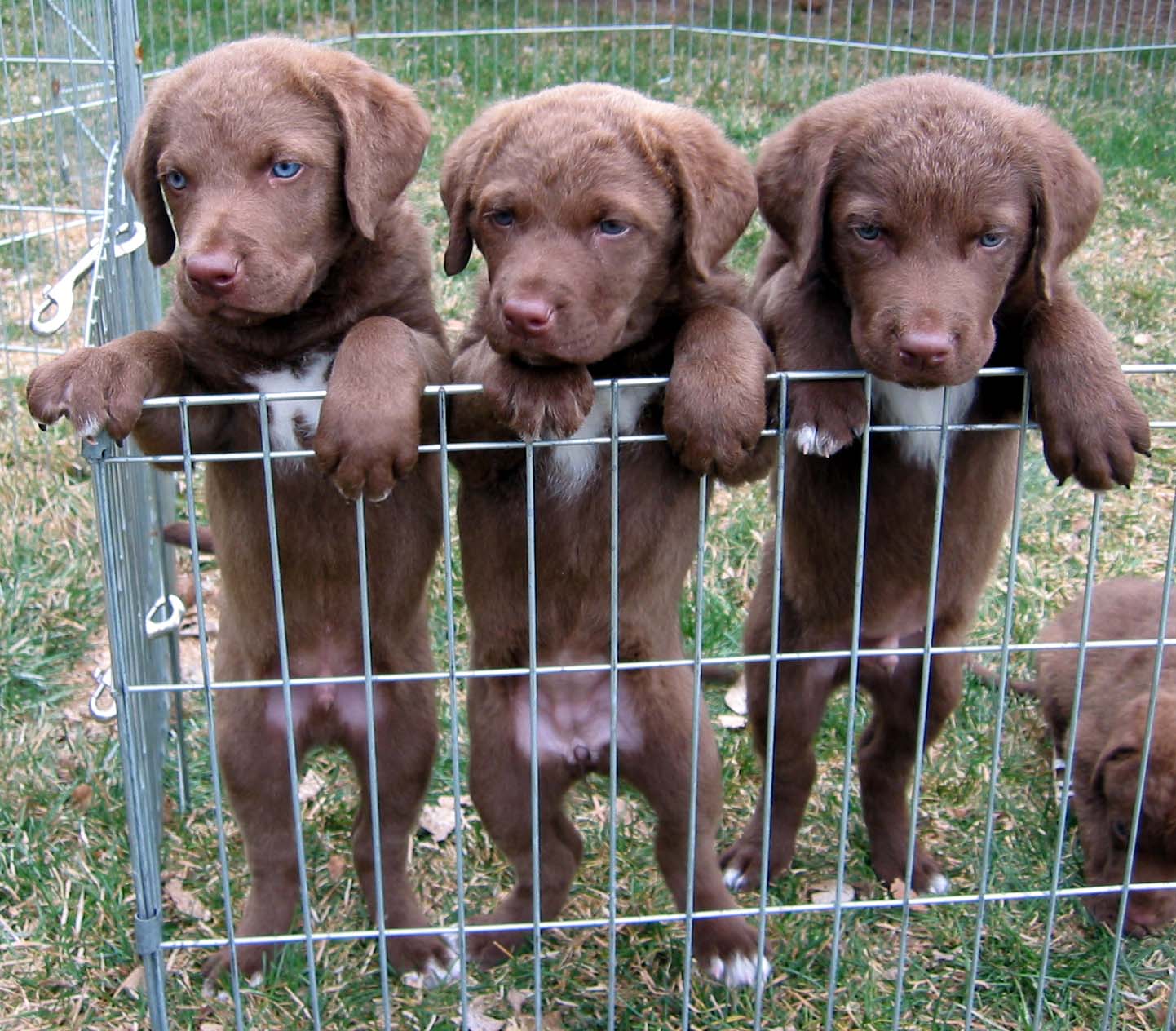 Chesapeake Bay Retriever Profiles and Pictures | Dog ...