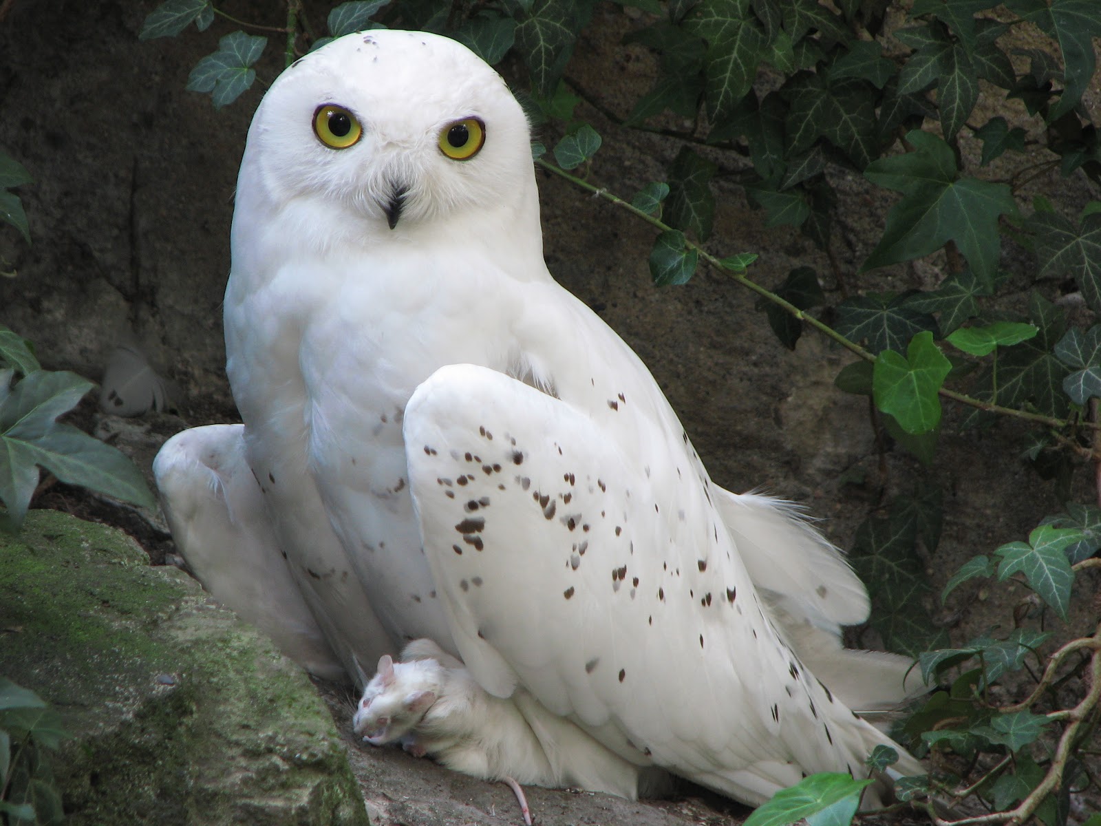 Snowy Owl - True Wildlife Creatures