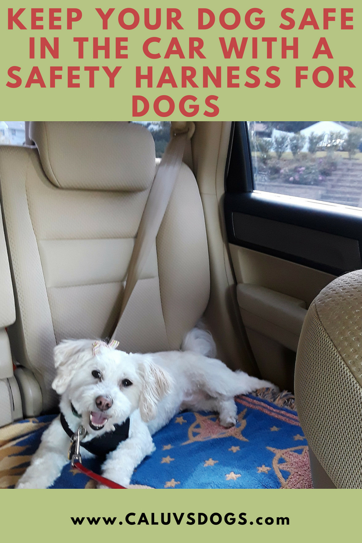 Dogs Luv Us and We Luv Them DOGS TRAVEL SAFE IN THE CAR WITH A DOG