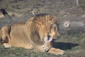صور الأسد ملك الغابة الأسد ملك الغابة