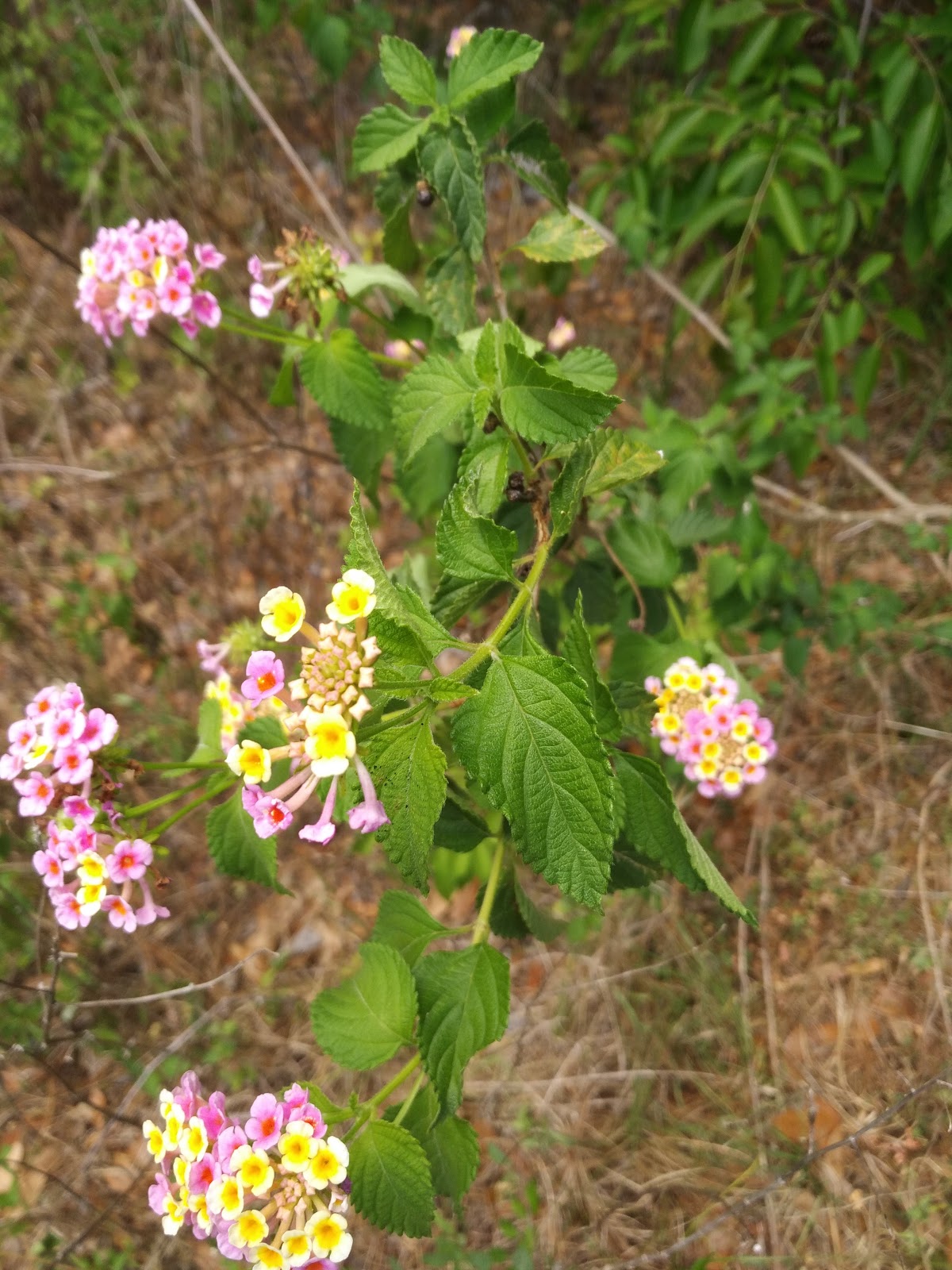 The Florida Gardener Florida Weeds
