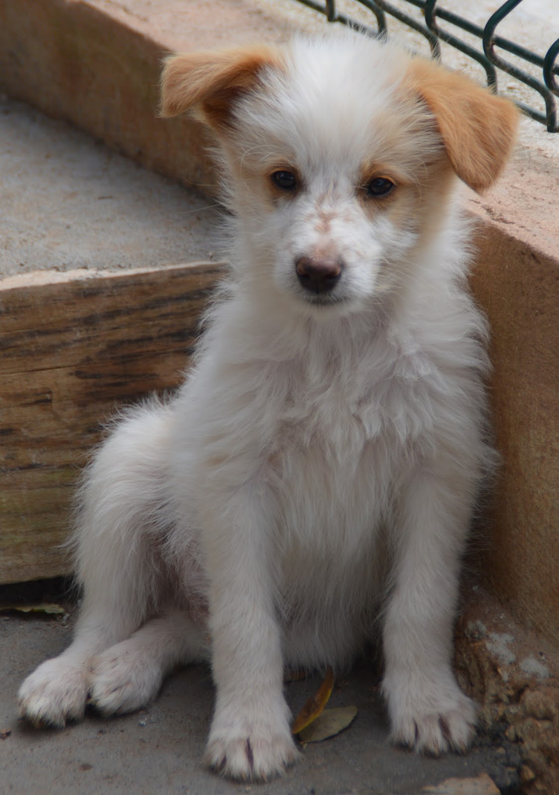 owalo design Hunde Bis 40 Cm Schulterhohe