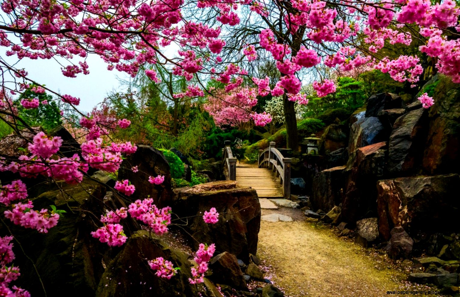 Japanese Garden Wallpaper HD Download Of Flower Garden
