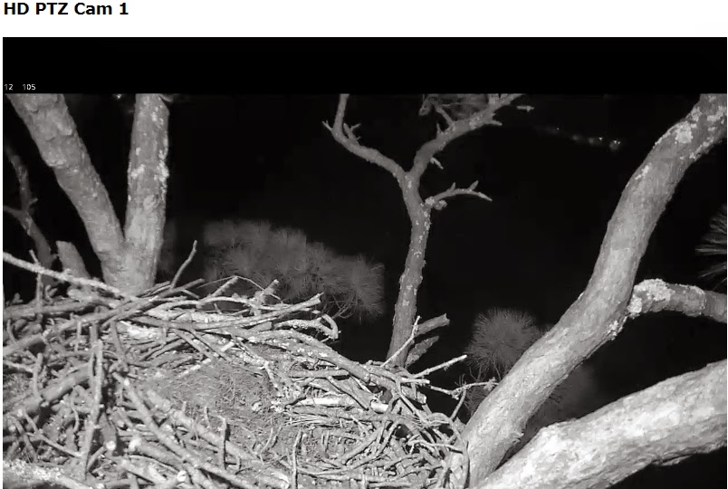 Eagles and Nature with chris7: Nest Cam Round-up: Berry College