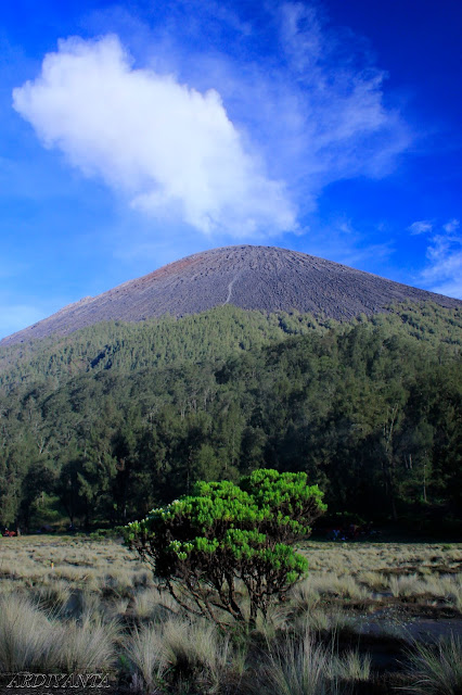Mahameru from Kalimati
