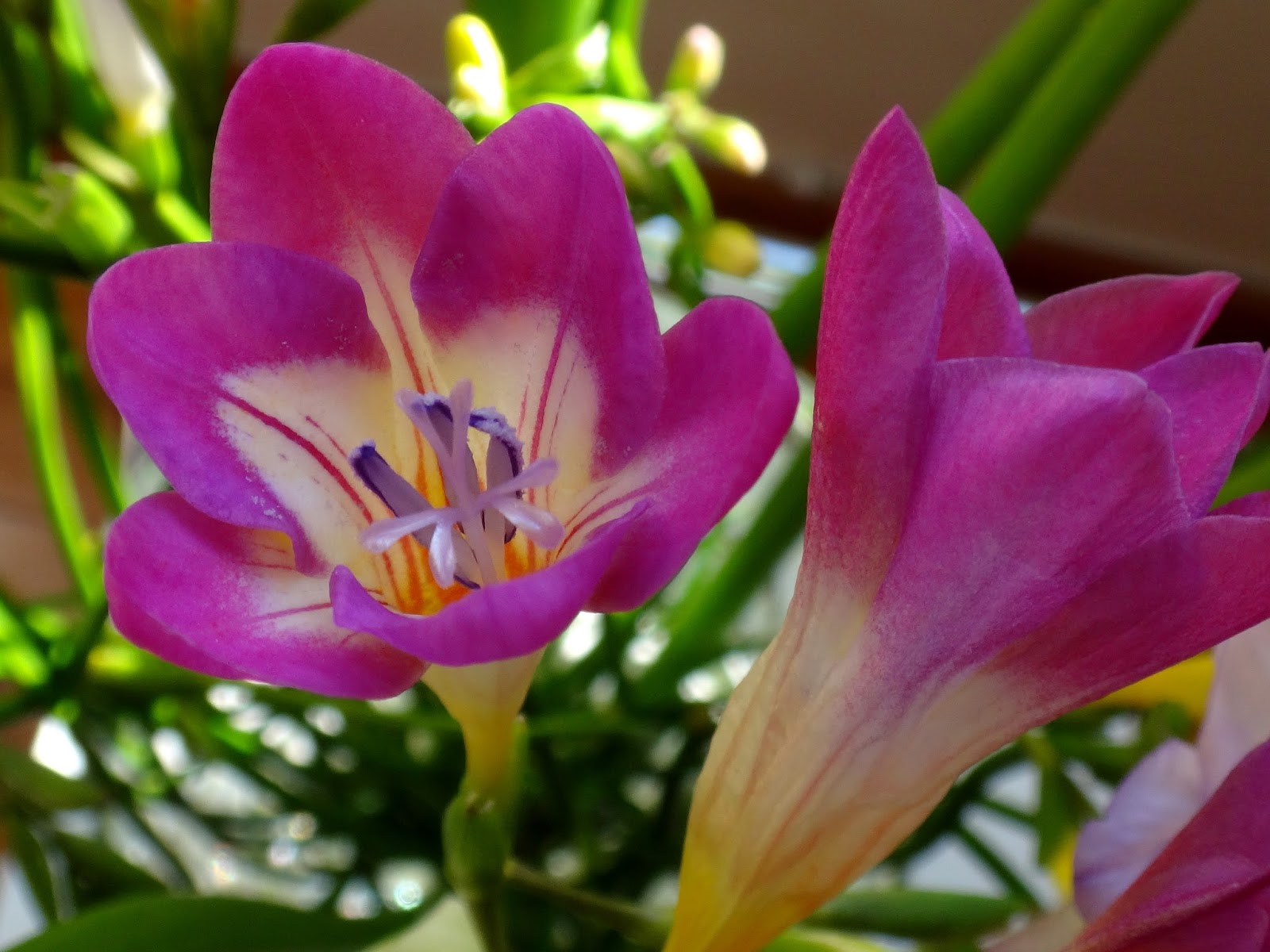 Uma flor por dia Frésia