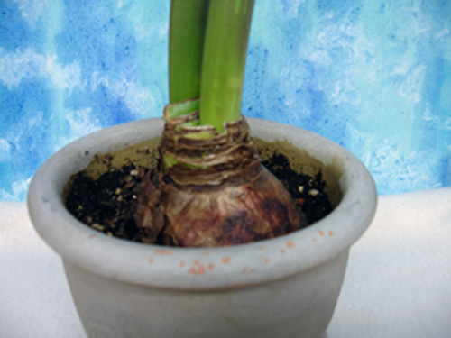 how to keep an amaryllis bulb