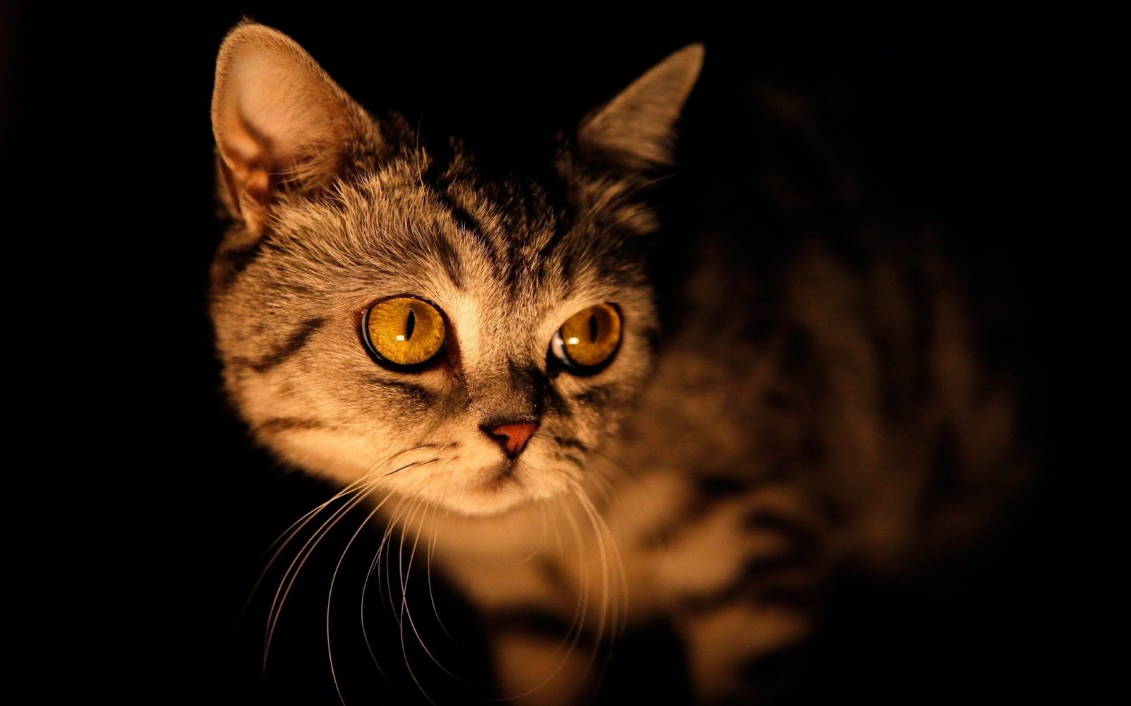 Dark Brown Eyes Cat Wallpaper