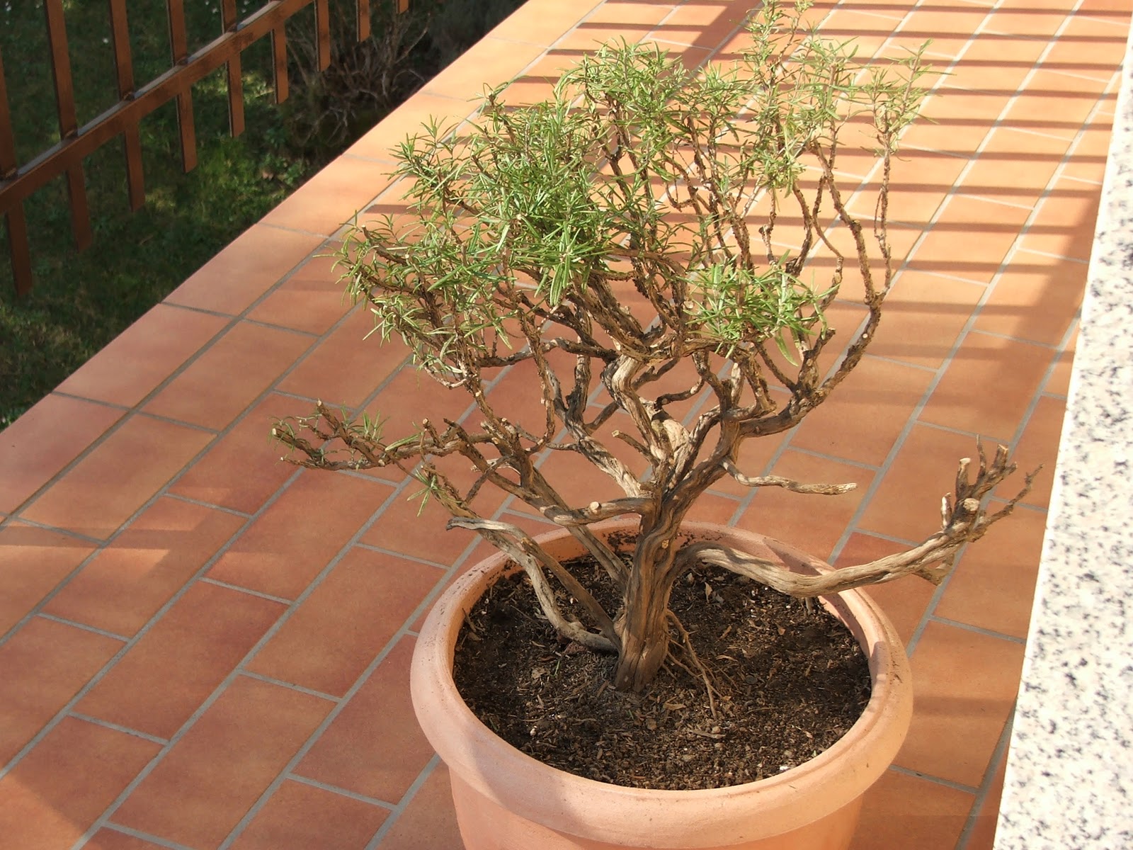 Evoluzione Bonsai Bonsai Di Rosmarino Rosmarinus Officinalis Rosemary