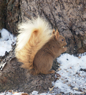 Nature Works Photography: Beautiful blonde squirrel 3/14/11
