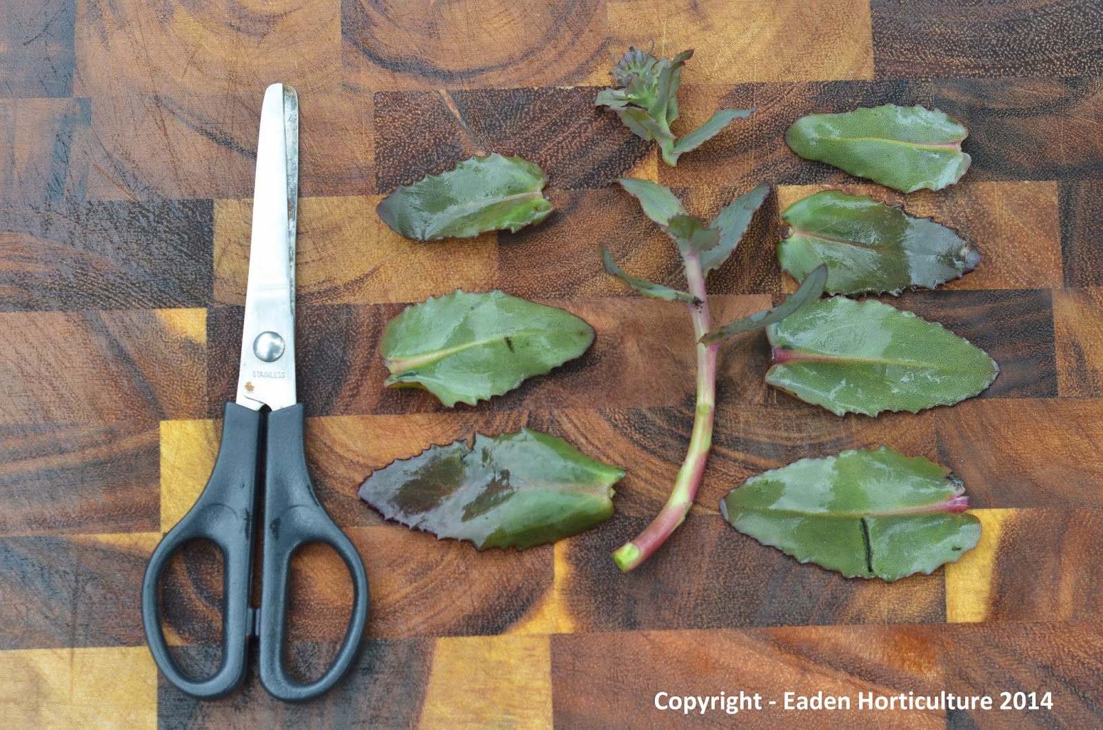 HOW TO GROW SEDUM FROM CUTTINGS The Garden of Eaden