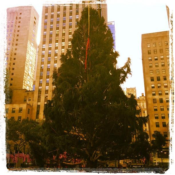 FOCAL POINT STYLING The Tree at Rockefeller Center