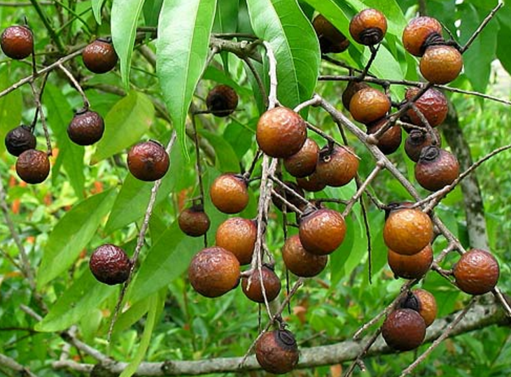 Review of Soapberry Benefits & Uses Living Cheaply