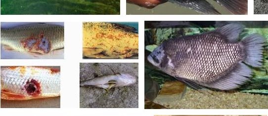 Hama dan Penyakit Ikan Gurame serta Cara Mengatasinya