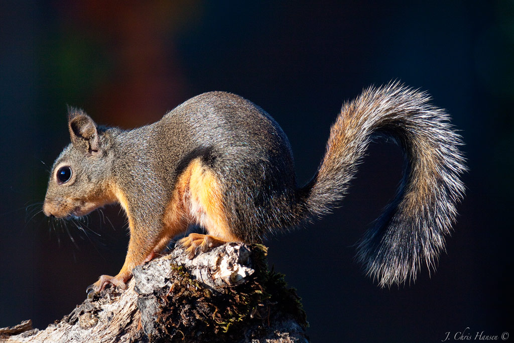do squirrels fall out of trees