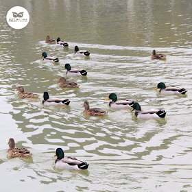 Ánade azulón (Anas pltyrhynchos) bando mixto de machos y hembras en el parque del Agua.