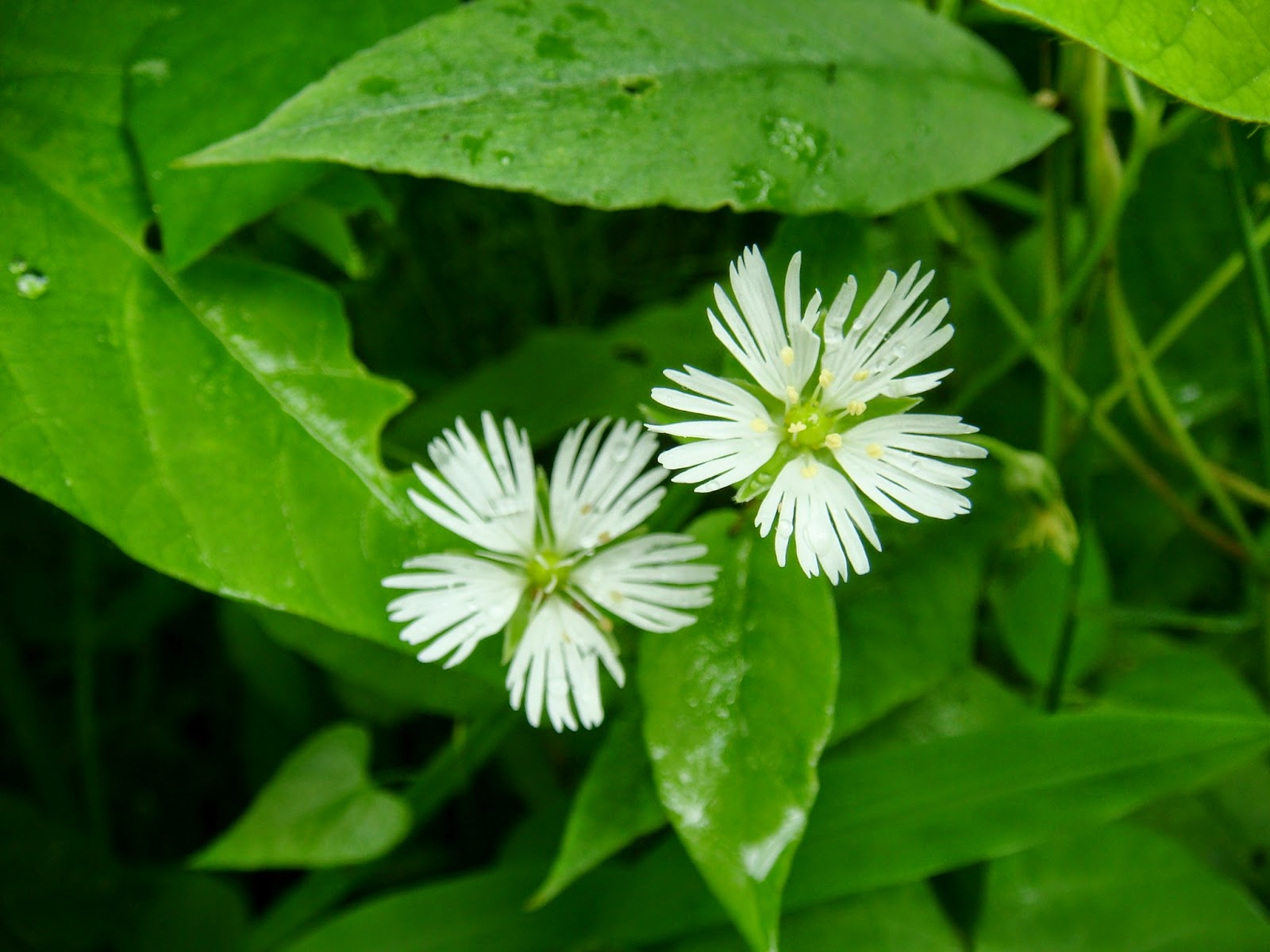 Звездчатку увидишь листочки заметны уже отцветает. Звездчатка лесная. Звездчатка лучистая. ) vill. Звездчатка лесная.