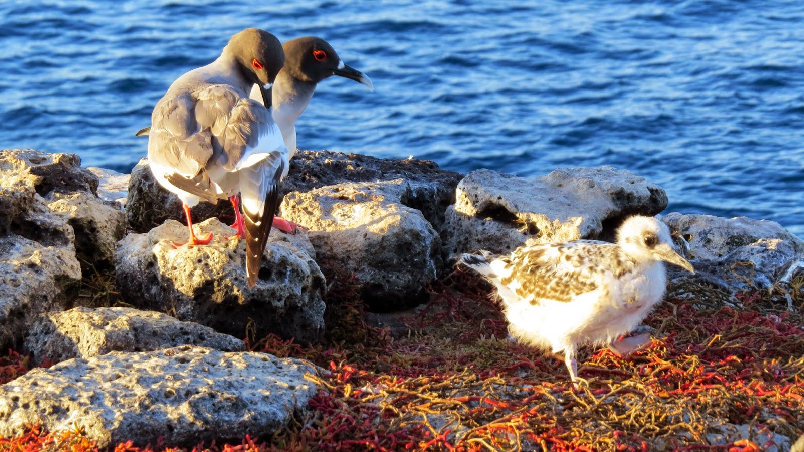 Swallow Tailed Gull Family