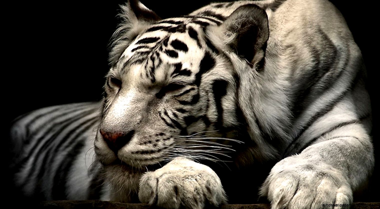 Desktop Wallpaper HD Tiger