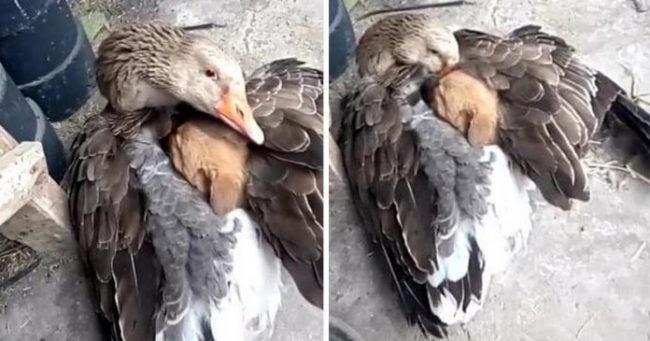 Touching Moment Of A Goose Keeping A Puppy Warm After It Was Abandoned On The Street
